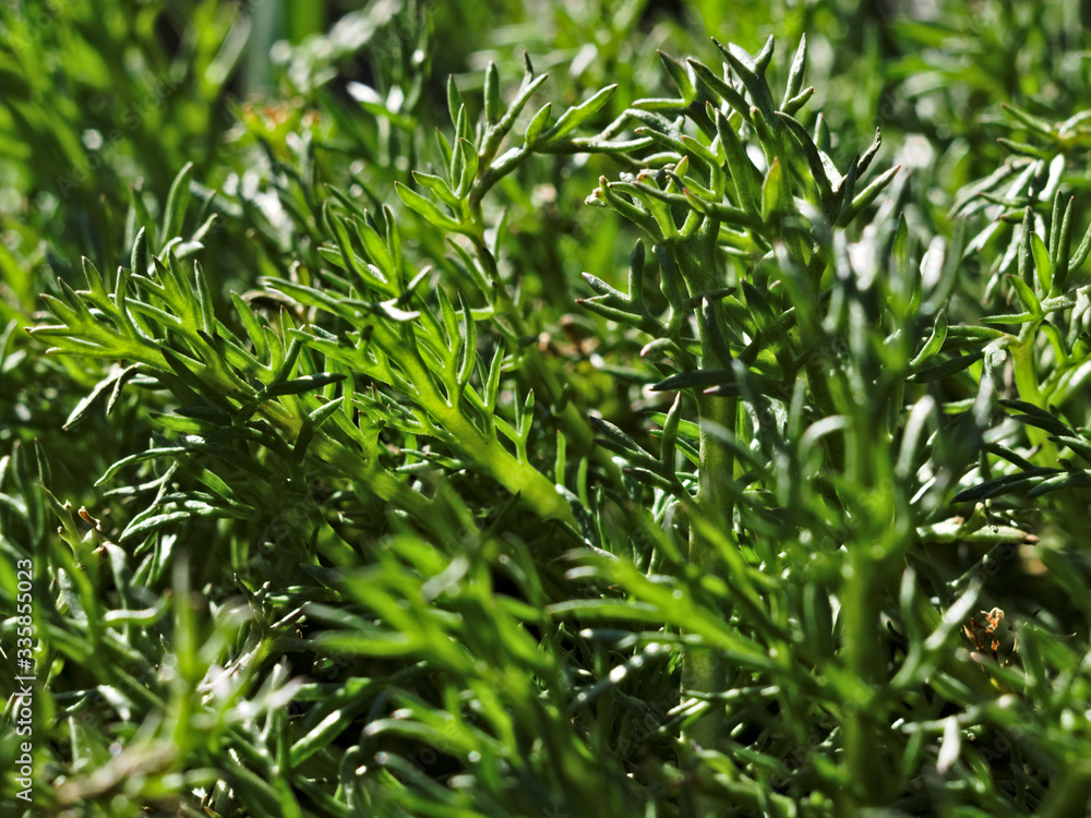 green plant in the light of the sun green plant in the light of the sun