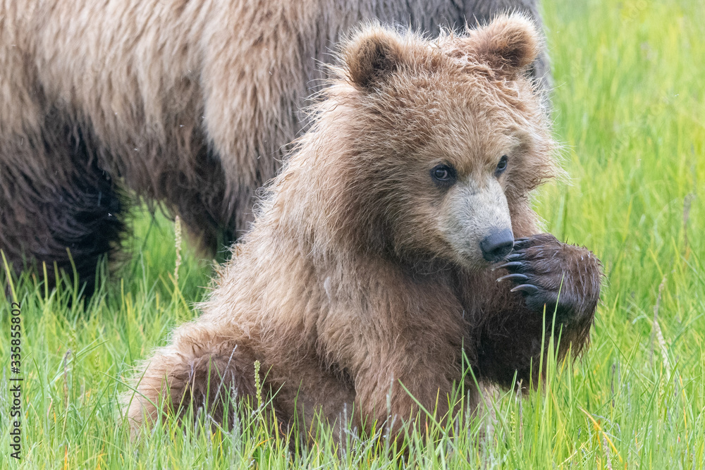 Coastal Brown Bear (Ursus arctos) in Lake Clark National Park, Alaska