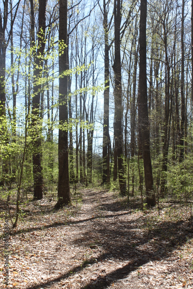 Obraz premium Forest coming back to life