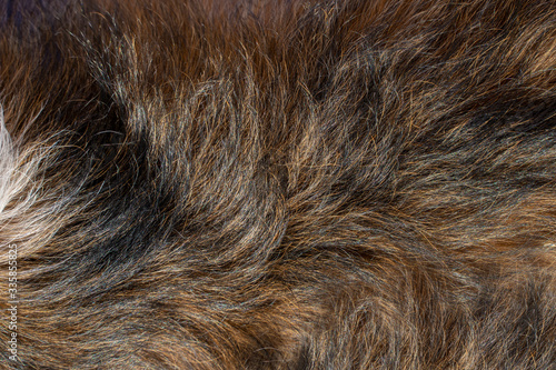 Dog hair texture. Animal fur close-up.