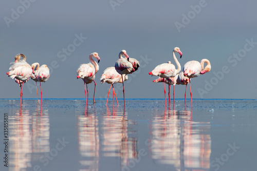 Wild african birds. Group birds of pink african flamingos walking around the blue lagoon on a day