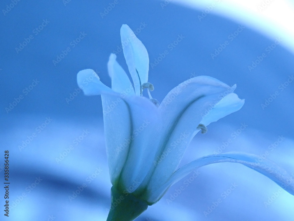 Fototapeta premium lily of the valley
