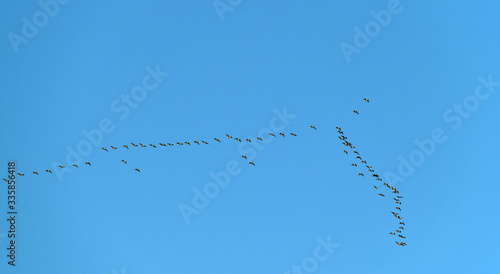 group of Canada goose flying in the sky