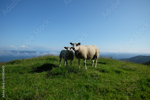 Wallpaper Mural schafe auf weide Torontodigital.ca