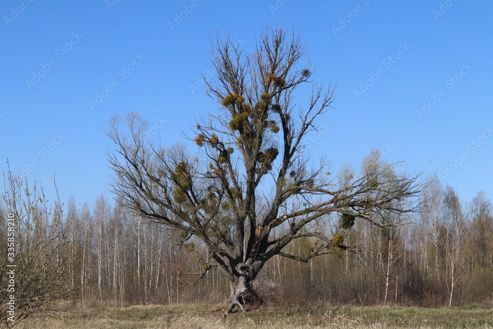 Lonely ancient tree in a steppe with mistletoe.
Lonely ancient tree in a steppe with mistletoe.