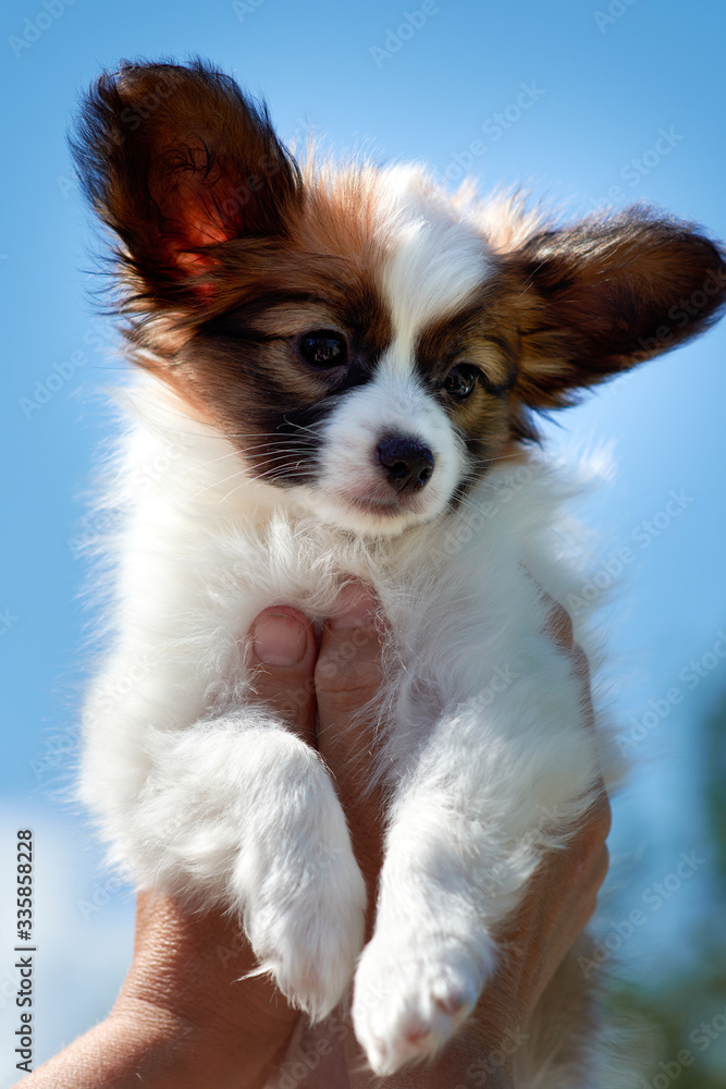 A man raises a Papillon puppy high. Small dog against the blue sky