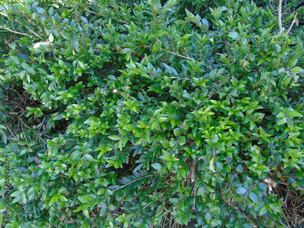 Feuilles de printemps, buissons, vert Feuilles de printemps, buissons, vert