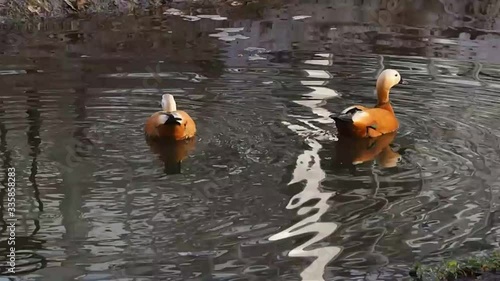 Red ducks ogari flew in the spring to a pond.