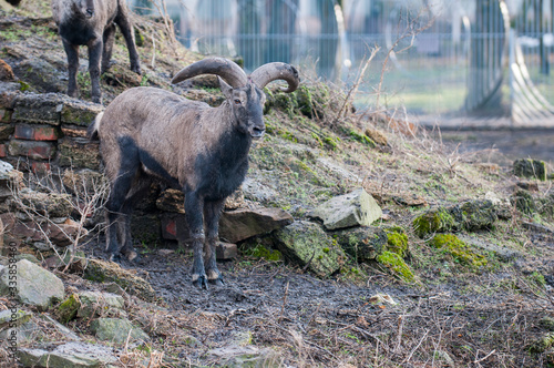 Siberian ibex , Capra Siberia.