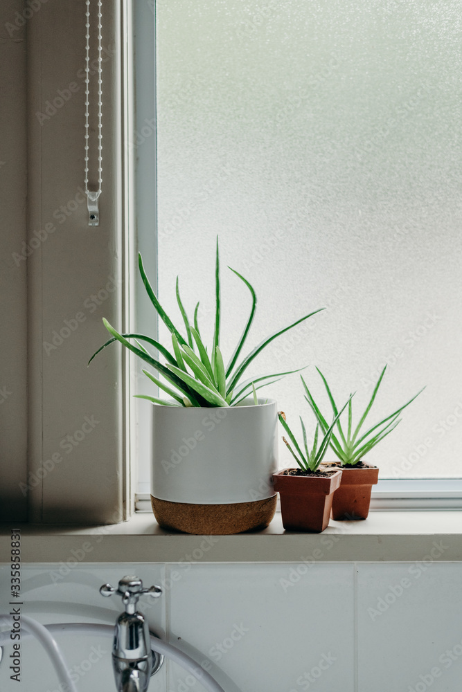 Aloe vera plants in bathroom. Background with free space. Aloe vera plants in bathroom. Background with free space.