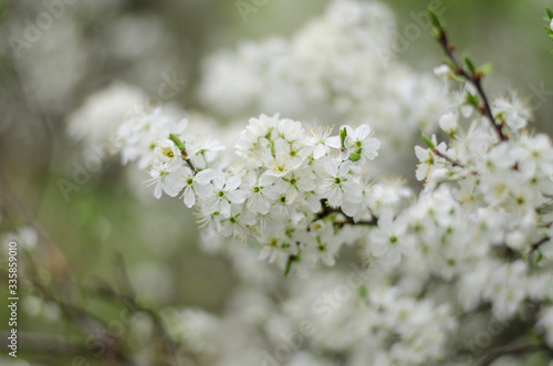 cherry blossom in spring © alikusya