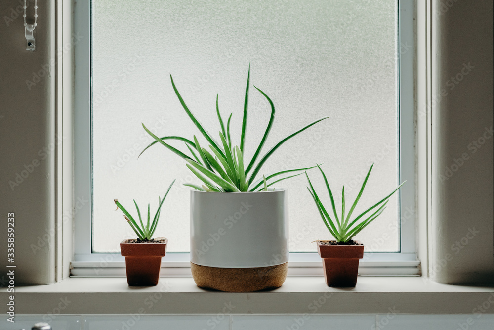 Aloe vera plants in bathroom. Background with free space. Aloe vera plants in bathroom. Background with free space.