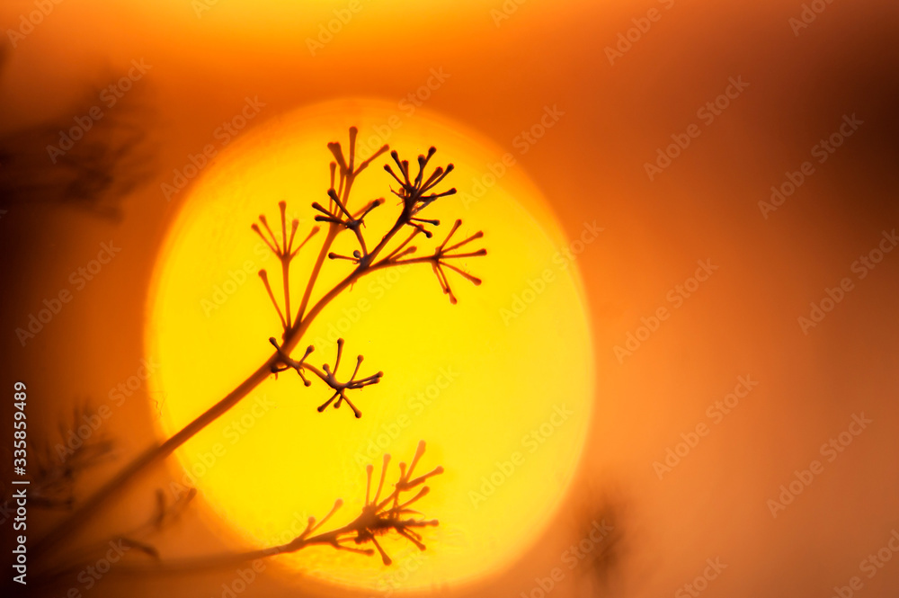 Obraz premium abstract (defocused, blurred) natural floral background with beautiful bokeh. spring (summer) picture