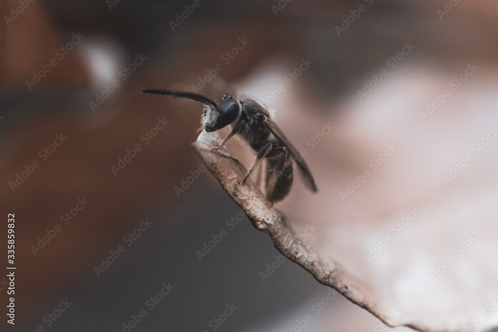 Macrophotography of a bee in the middle of forest during spring. Black and white close up photography of a bee. France,2020