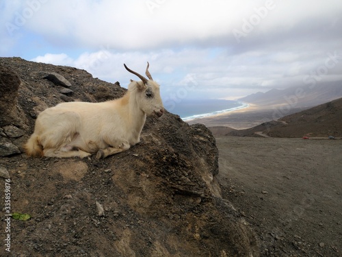 Fototapeta Naklejka Na Ścianę i Meble -  Koziołek na Fuercie