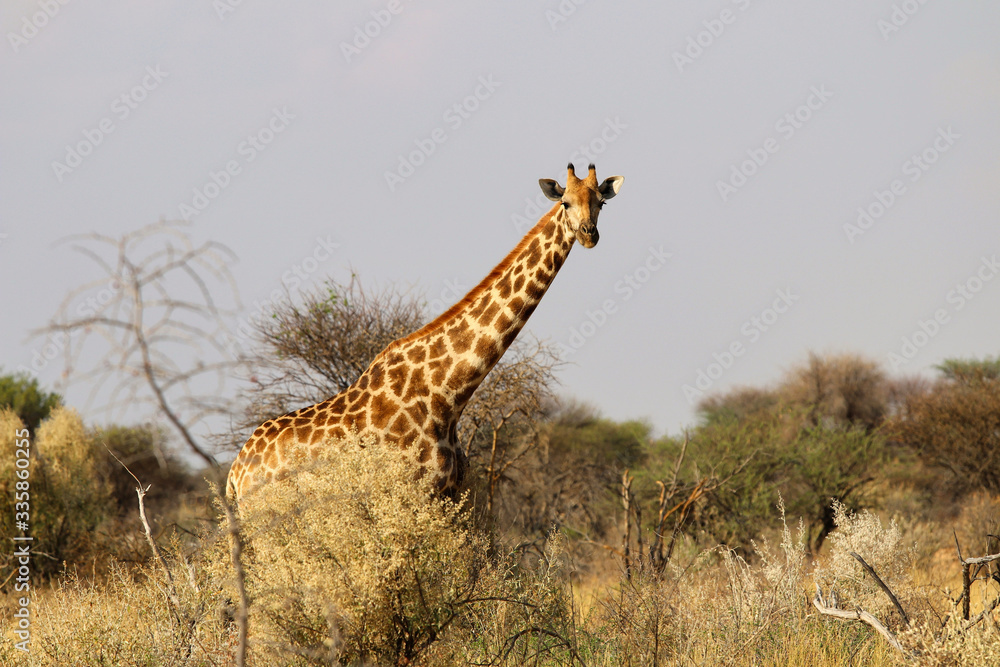 Fototapeta premium beautiful giraffe head - Namibia Africa 