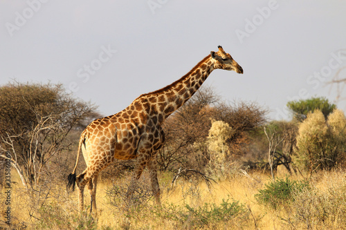 beautiful giraffe head - Namibia Africa 