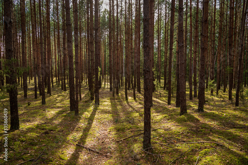 A beautiful natural forest in the Knyszyńska Forest © szczepank