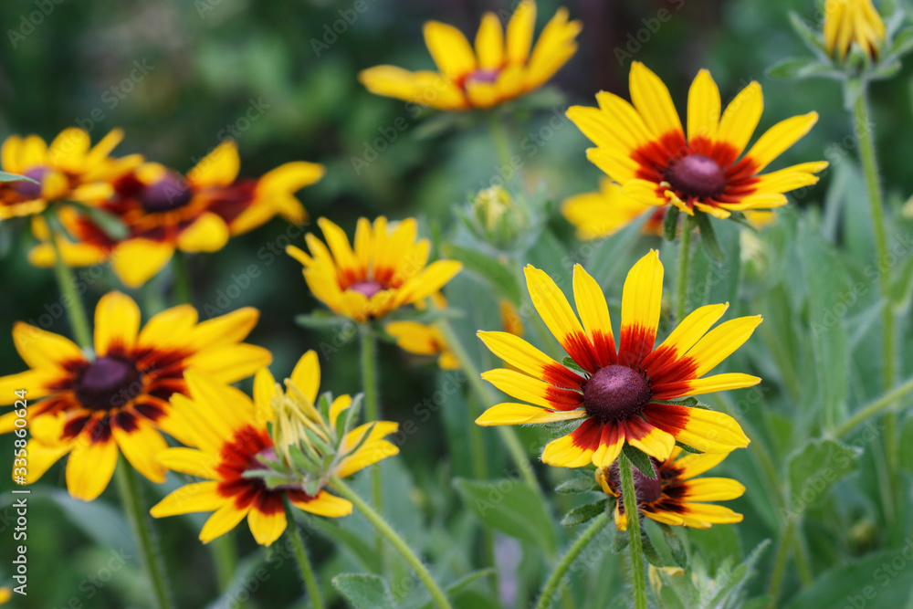 Flowering rudbeckia in the meadow.
Floral background. Flowering rudbeckia in the meadow.
Floral background.