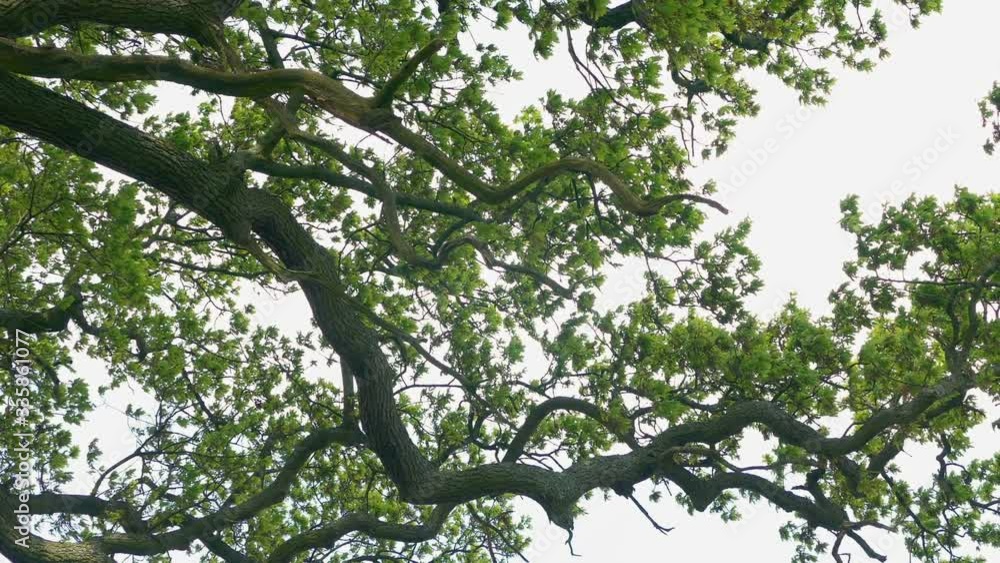 Large Gnarled Branch In The Wind Large Gnarled Branch In The Wind