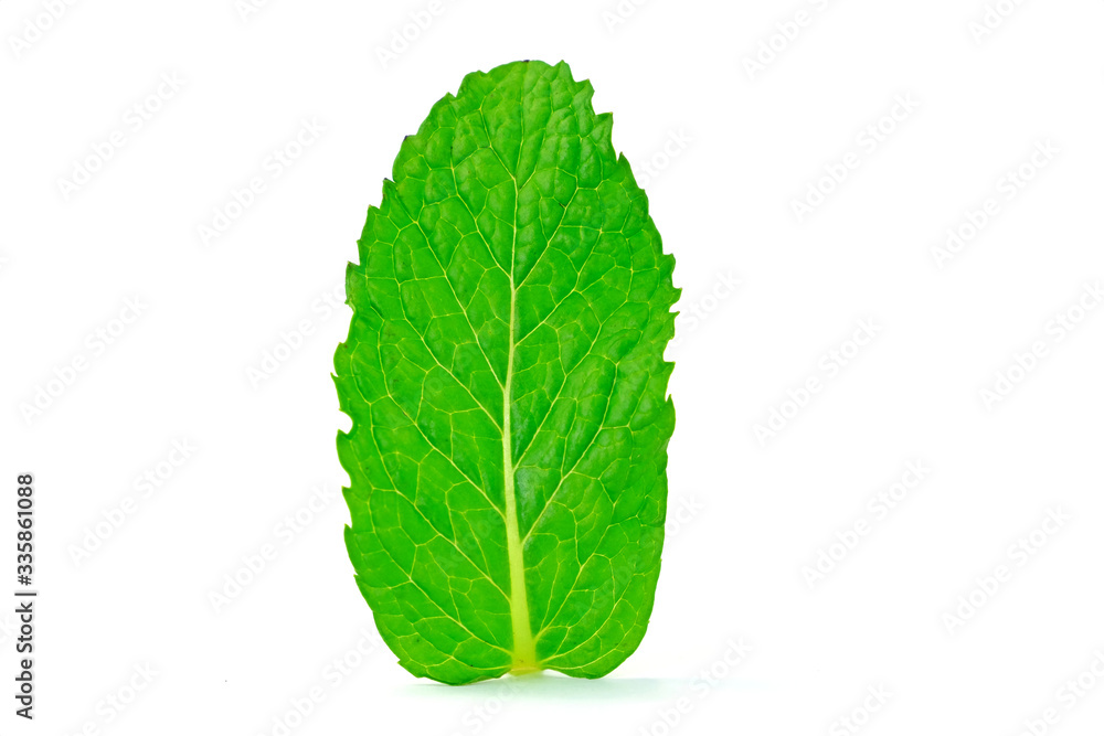 Peppermint leaf isolate on white background. Peppermint leaf isolate on white background.