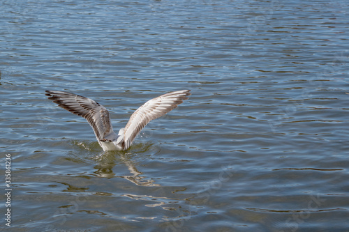 Illuminated by a sunlight seagull with white plumage and brown tints on the tips of its feathers spreads its wings to take off from the smooth, calm surface of a blue sea covered with small ripples