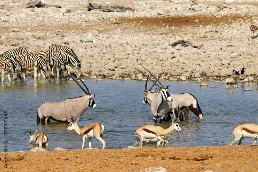 Naklejka premium Gemsbok (Oryx gazella) at the waterhole - Namibia Africa