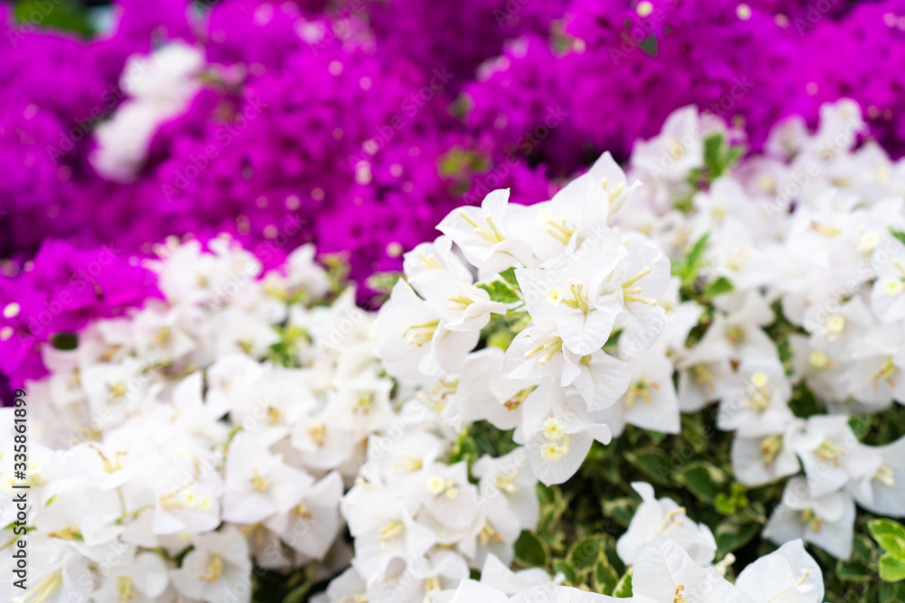 Violet bougainvillea flower. Bright saturated color close up.