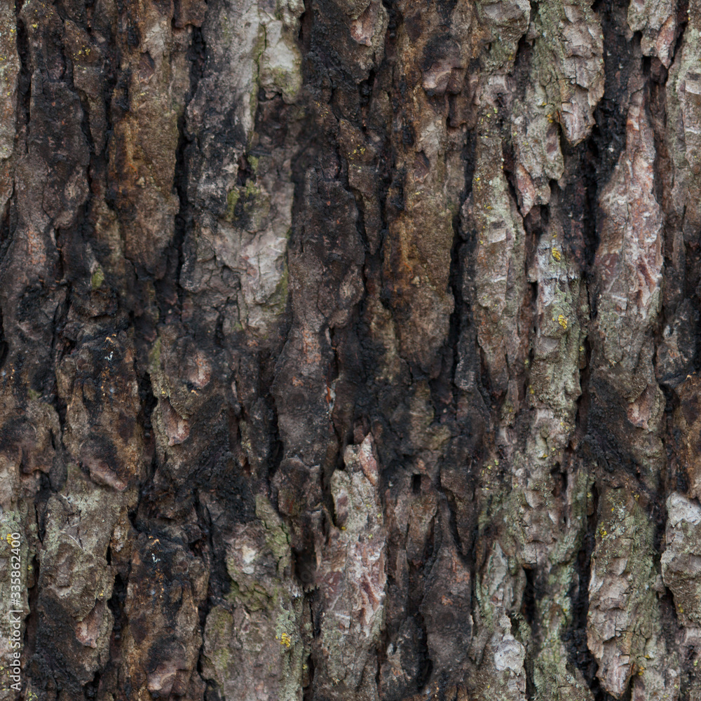 Seamless texture of oak bark. Seamless texture of oak bark.