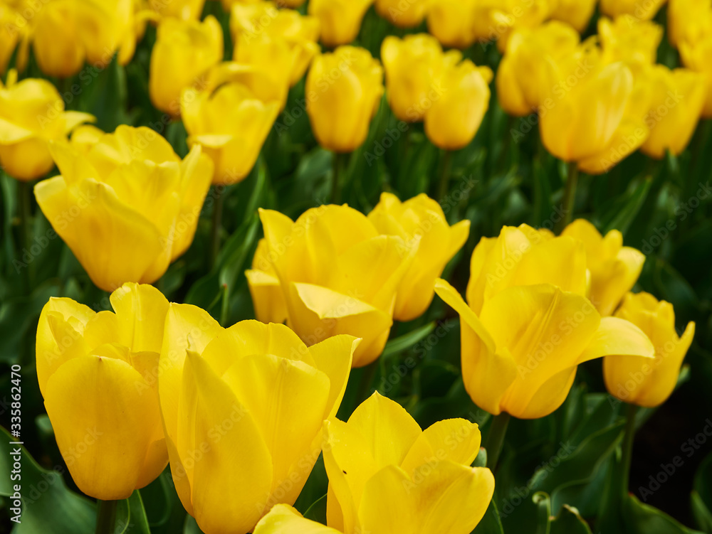 Bright colorful yellow tulips. Tulip blossoms in spring Bright colorful yellow tulips. Tulip blossoms in spring