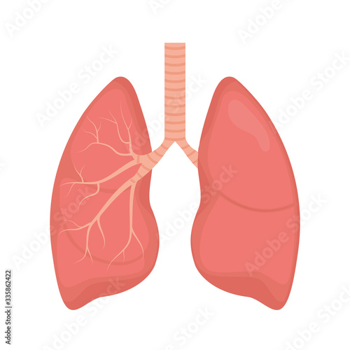 Lung human icon, respiratory system healthy lungs anatomy flat medical organ icon photo
