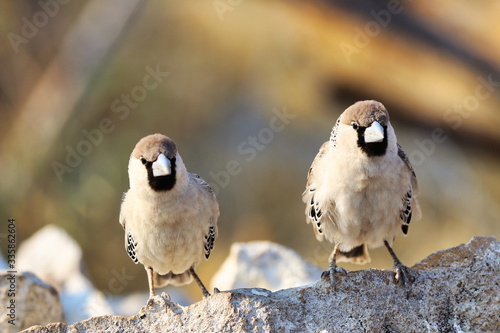 Sociable Weaver (Philetairus socius) - Namibia Africa  photo