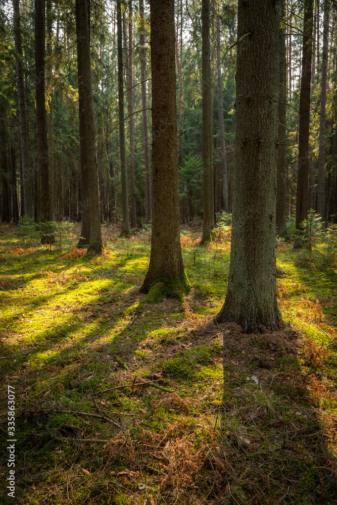 A beautiful natural forest in the Knyszyńska Forest