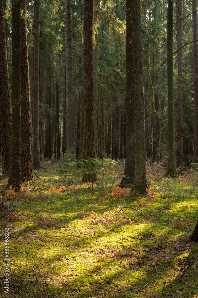 Fototapeta premium A beautiful natural forest in the Knyszyńska Forest