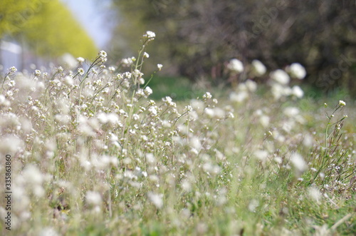 Weiße Blumen