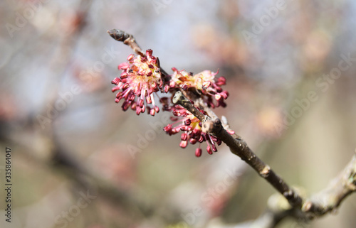 purple buds in spring close up