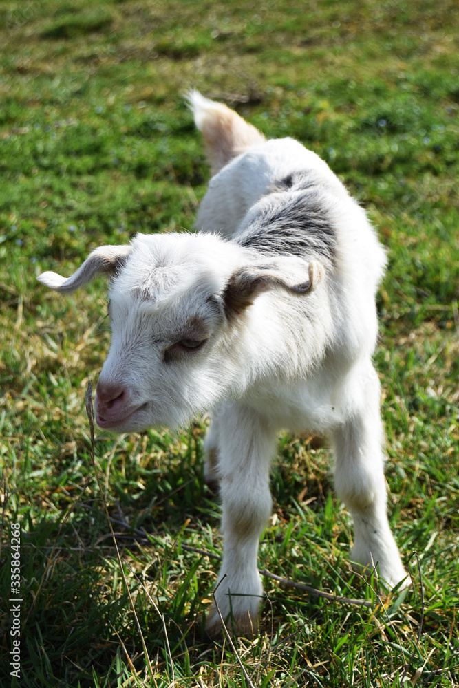 baby goat on the spring grass