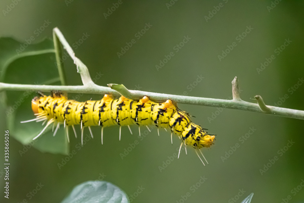 Beautiful yellow caterpillar on branch in the jungle Beautiful yellow caterpillar on branch in the jungle