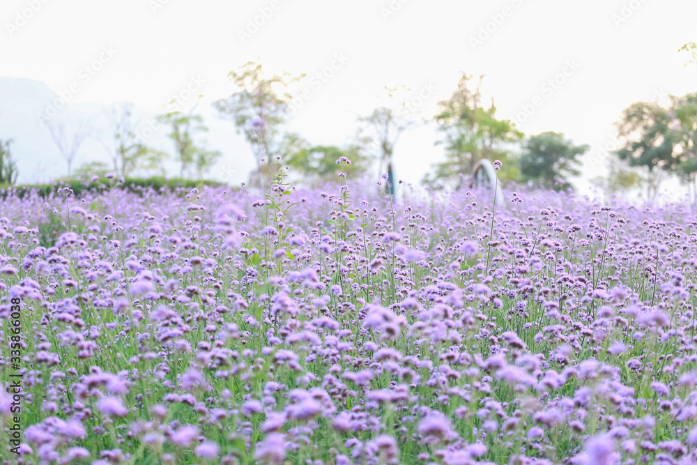 Naklejka premium Puple flower natural color background