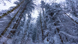 Walking in a Snow Forest, Squak Mountain Fireplace Trail, Washington