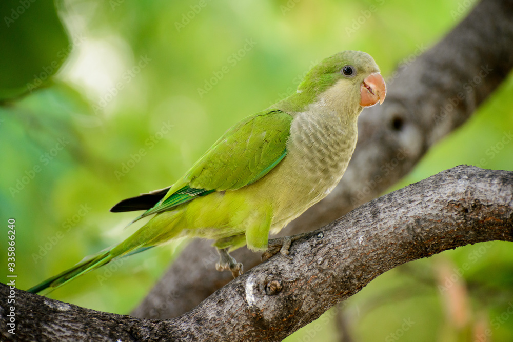 green parrot bird on wood branch