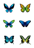 Coloured butterflies collection.