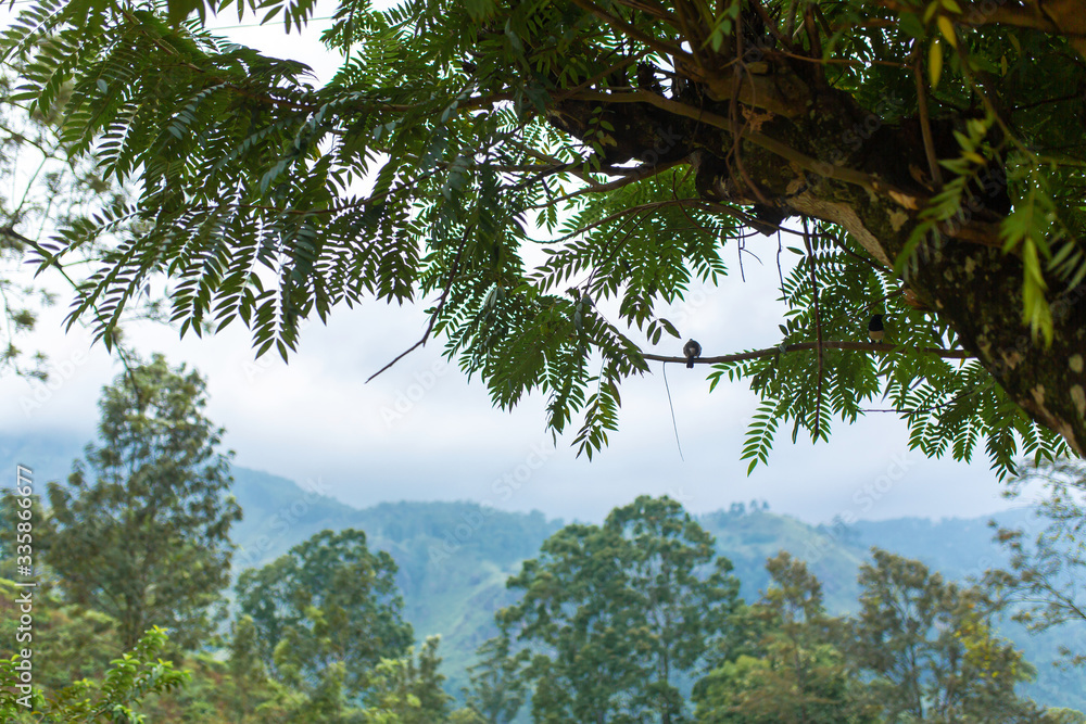 Fototapeta premium A bird sits on a tree branch. Wild nature