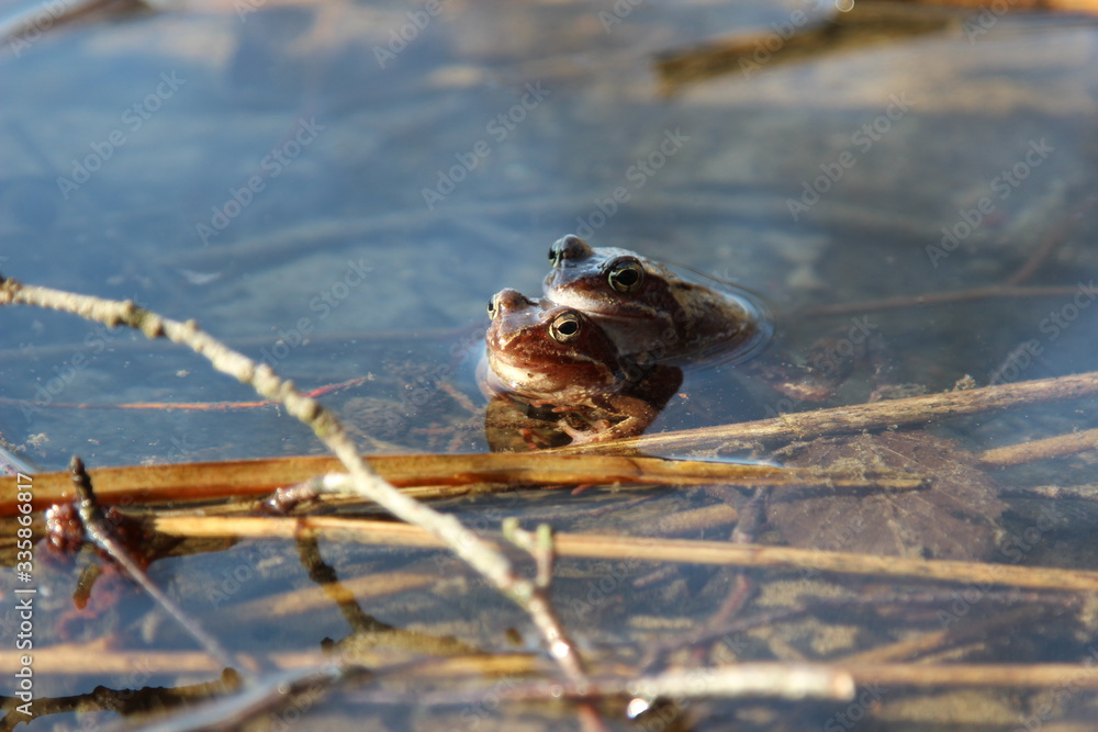 Krycie, gody żab w okresie wiosennym, para żab zwyczajnych, w wodzie w Polsce. - obrazy, fototapety, plakaty 