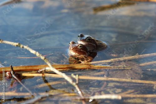 Krycie, gody żab w okresie wiosennym, para żab zwyczajnych, w wodzie w Polsce.