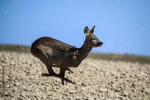 Fototapeta Naklejka Na Ścianę i Meble -  Sarna