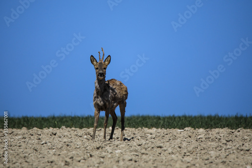 Fototapeta Naklejka Na Ścianę i Meble -  Sarna