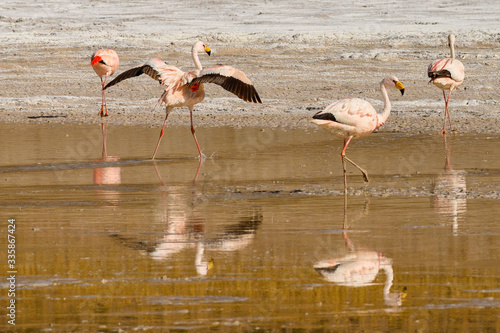 Flamants andins sur l'altiplano photo