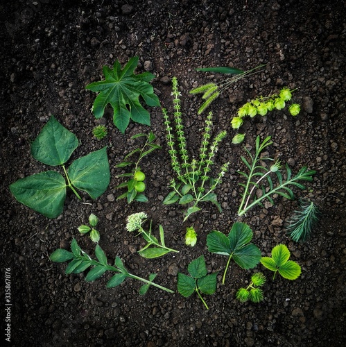 close-up flatlay green leaves on the  black ground