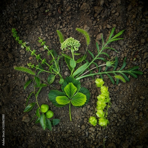 close-up flatlay green leaves on the  black ground
